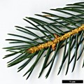 SpeciesSub: var. acicularis SpeciesSub: var. acicularis